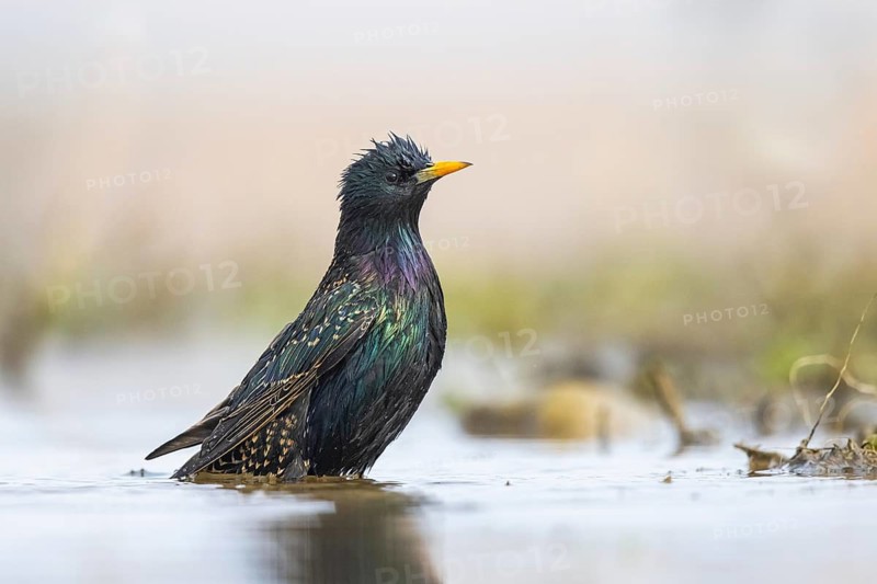 Common Starling (Sturnus vulgaris) bathing, North Rhine-Westphalia, Germany
