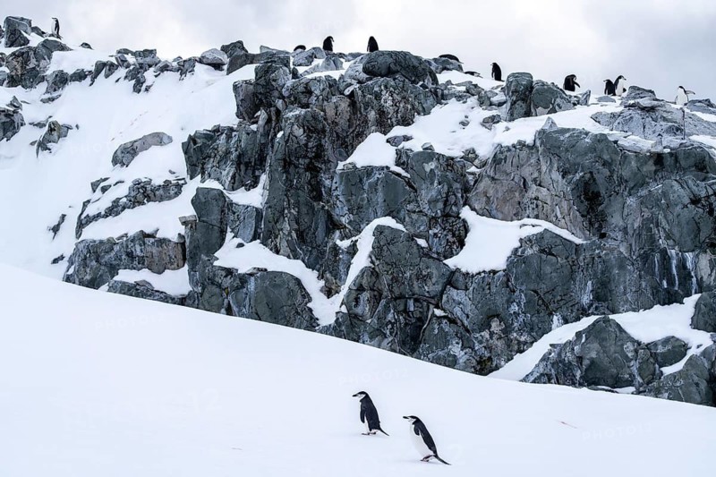 Chinstrap penguins (Pygoscelis antarctica), two animals walking over snow, in the background colony on snow-covered rocks, Orne Island, Antarctic Peninsula, Antarctica