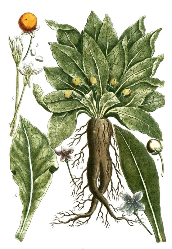 Botany, plants, a. Mandragora foemina, b, Mandragora mas mandraune, c. mandragora flore subcoerules