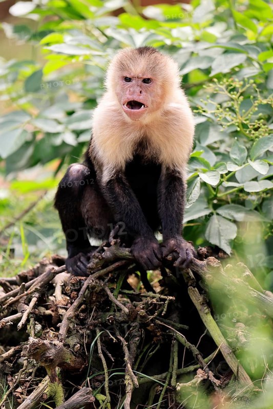 White-shouldered capuchin monkey (Cebus capucinus), adult, on the ground, feeding, South America