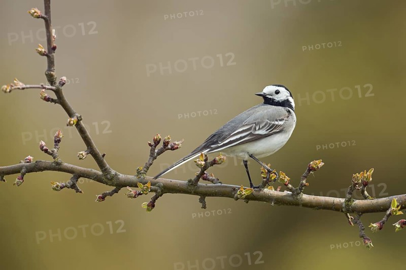 White Wagtail (Motacilla alba) perched on a branch, North Rhine-Westphalia, Germany
