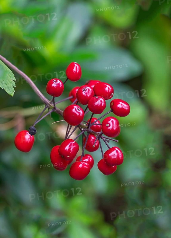 Red-fruited St Christopher's wort (Actaea rythrocarpa), fruit stand, North Rhine-Westphalia, Germany