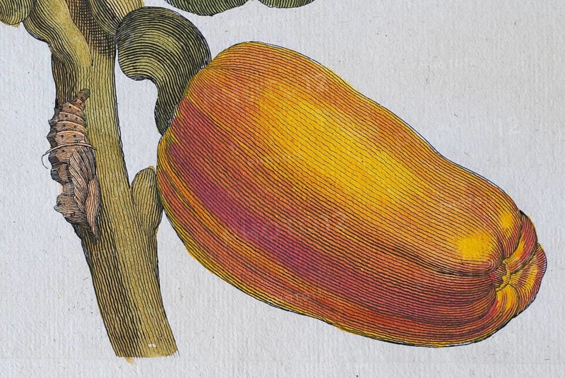 Detail, hand-colored copper engraving Caschou or cashew by Maria Sibylla Merian from Metamorphosis insectorum Surinamensium, often altering the Surinaamese insects, Amsterdam 1705
