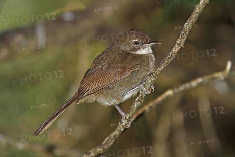 Terrestrial Bulbul, Phyllastrephus terrestris