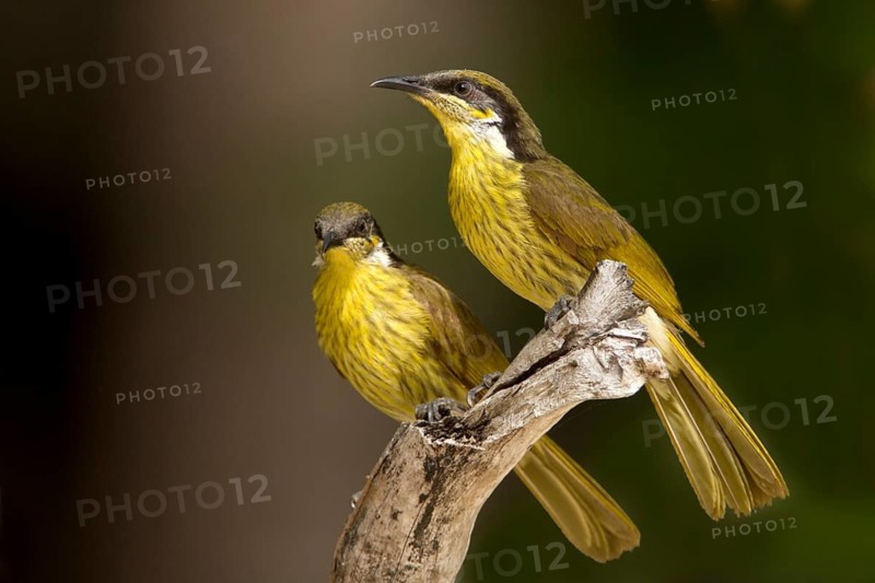 Varied Honeyeater (Gavicalis versicolor) pair, Queensland, Australia