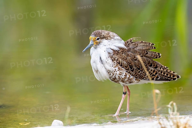 A male ruff (Calidris pugnax) searching for food in shallow water. Northern Poland
