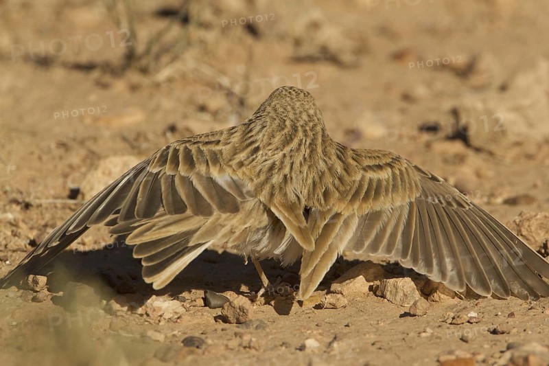 Greater Short-toed Lark (Calandrella brachydactyla), Morocco