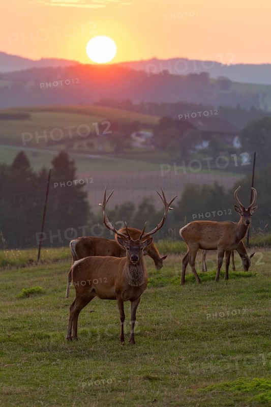 A herd of Altai maral, Altai wapiti or Altai elk (Cervus canadensis sibiricus) stand on a meadow in the last light of the day