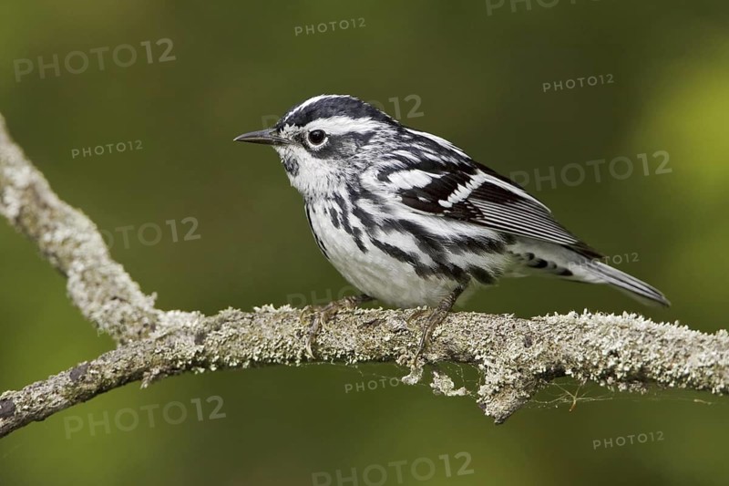 Black-and-white Warbler (Mniotilta varia), Ontario, Canada