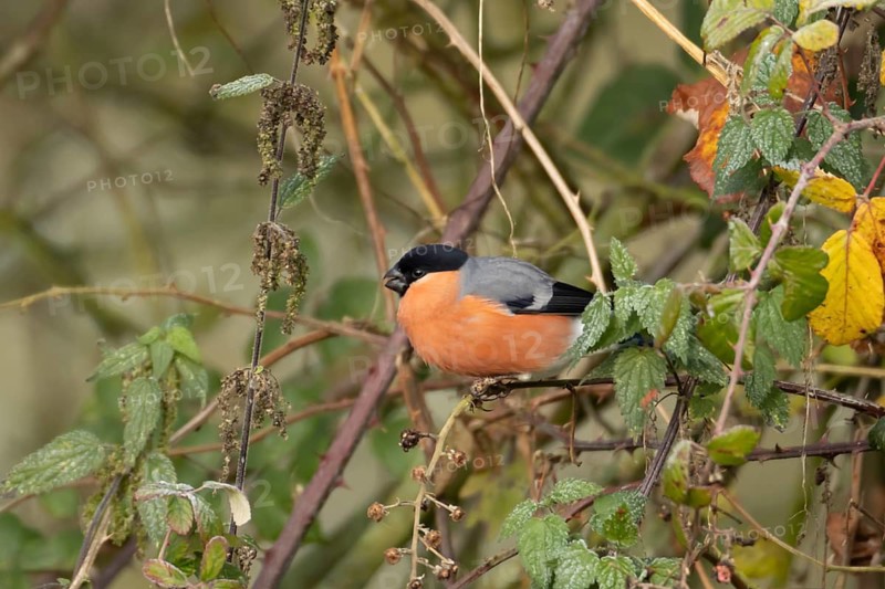 Eurasian or Common bullfinch (Pyrrhula pyrrhula) adult male garden bird in a hedgerow in winter, Suffolk, England, United Kingdom