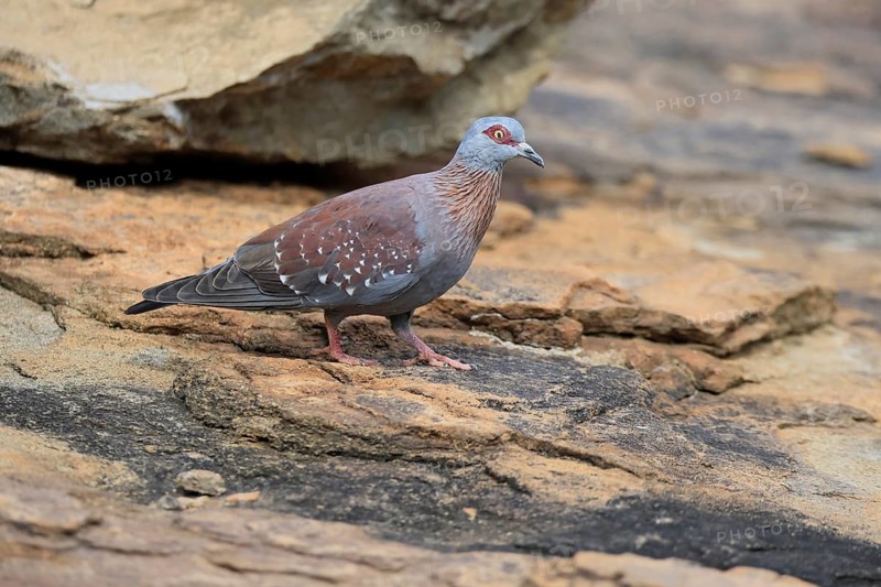 Guinea Pigeon (Columba guinea), Streak-necked Pigeon, adult, on the ground, foraging, Mountain Zebra National Park, Eastern Cape, South Africa