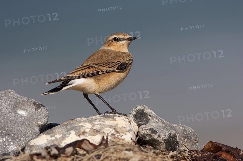 Northern Wheatear (Oenanthe oenanthe) female, Schleswig-Holstein, Germany