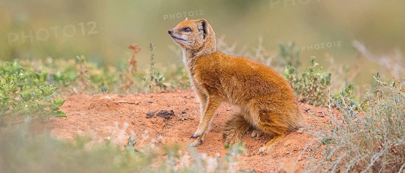 Yellow mongoose (Cynictis penicillata), Addo Elephant National Park, Addo, Western Cape, South Africa