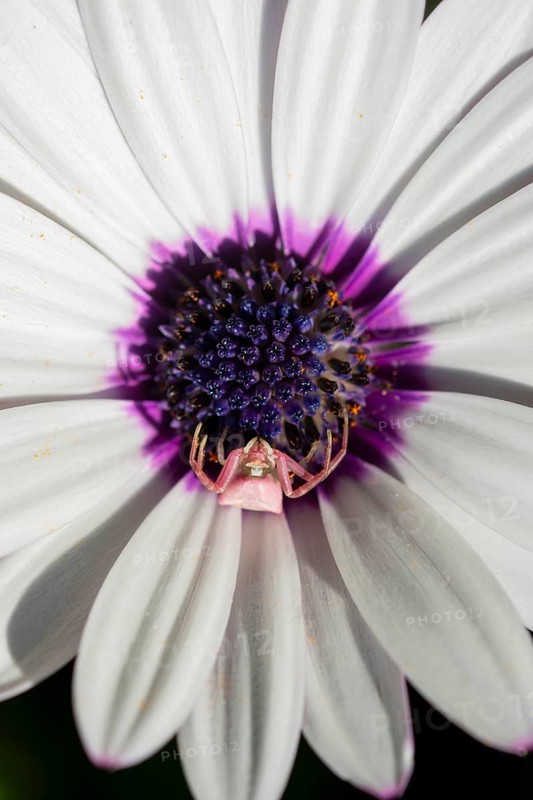 A close-up shot of a white African daisy, Dimorphotheca ecklonis, revealing a pink crab spider against the flower's intricate center with purple and blue hues