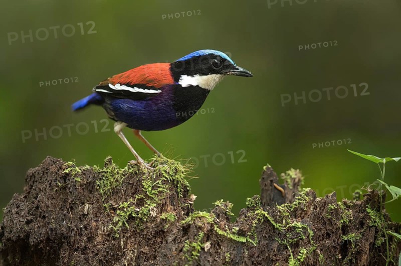 Blue-headed Pitta (Hydrornis baudii) male, Sabah, Malaysia