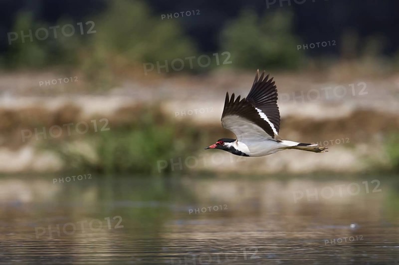 Red-wattled Lapwing (Vanellus indicus) flying, Oman