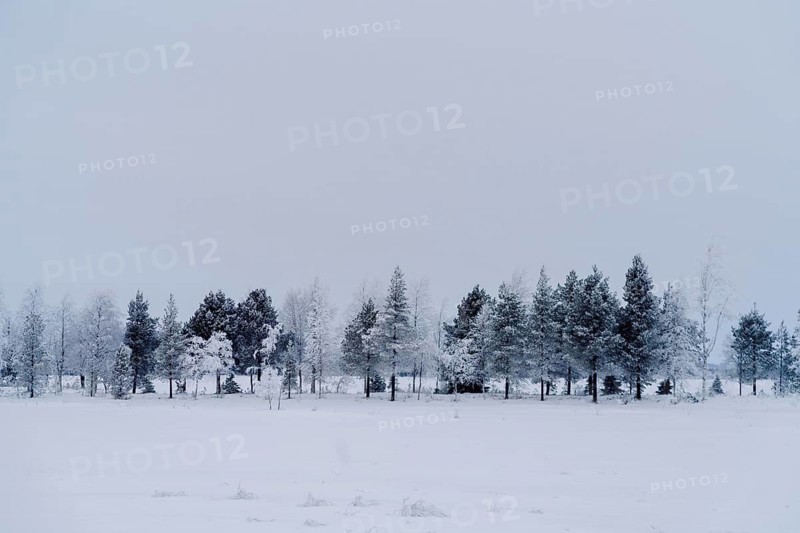 Captivating winter scene in Swedish Lapland, showcasing a serene landscape of snow-blanketed trees under a soft grey sky. Tranquil and pristine winter beauty