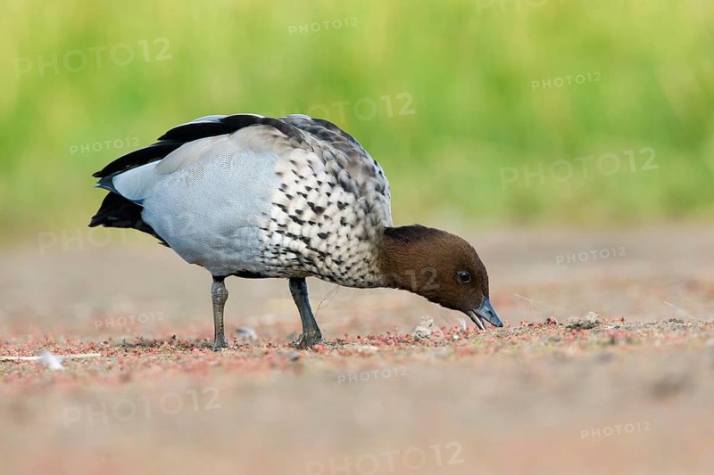 Maned Duck (Chenonetta jubata) male feeding, Victoria, Australia
