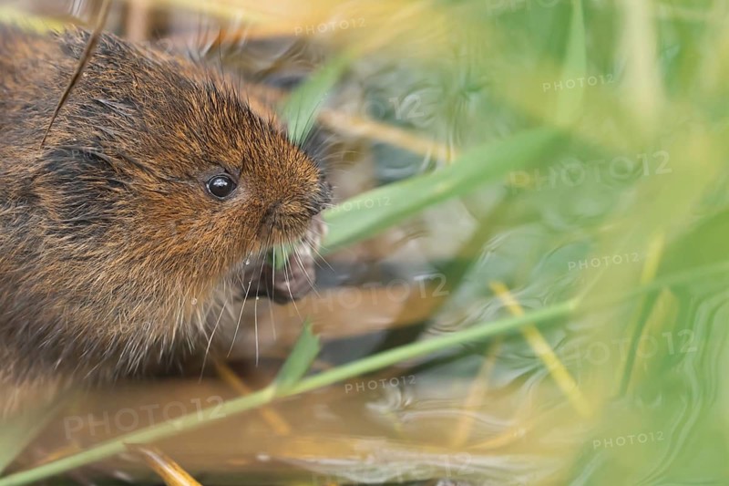 Water vole (Arvicola amphibius) adult rodent animal feeding on a reed leaf on a pond in summer, RSPB Minsmere nature reserve, Suffolk, England, United Kingdom