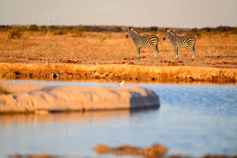 Plains zebra (Equus quagga) at the Nxai Pan waterhole, Nxai Pan National Park, near Gweta, Central District, Botswana