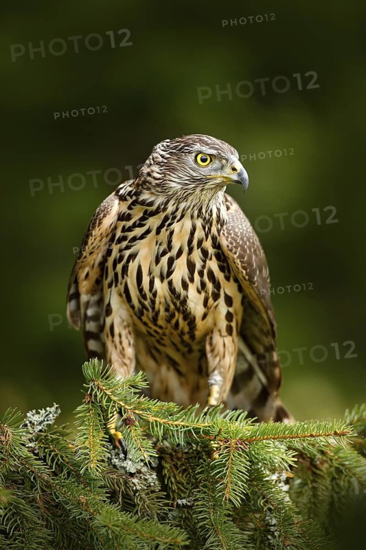 Goshawk on the tree. Hawk from Czech Reublic. Wildlife scene from nature. Bird behaviour. Bird of prey Goshawk kill green woodpecker on the green spruce tree. Feeding scene with bird and catch