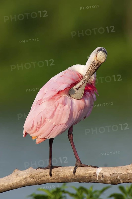 Roseate Spoonbill (Platalea ajaja), Texas, USA