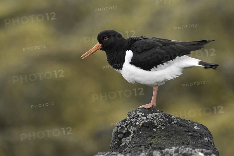 Eurasian Oystercatcher (Haematopus ostralegus), Iceland