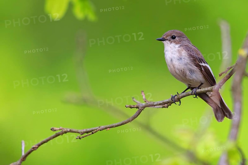 Animals, birds, songbirds, pied flycatcher, (Ficedula hypoleuca), biotope, habitat, perch, foraging, forest cemetery, Limburgerhof, Rhineland-Palatinate, Federal Republic of Germany