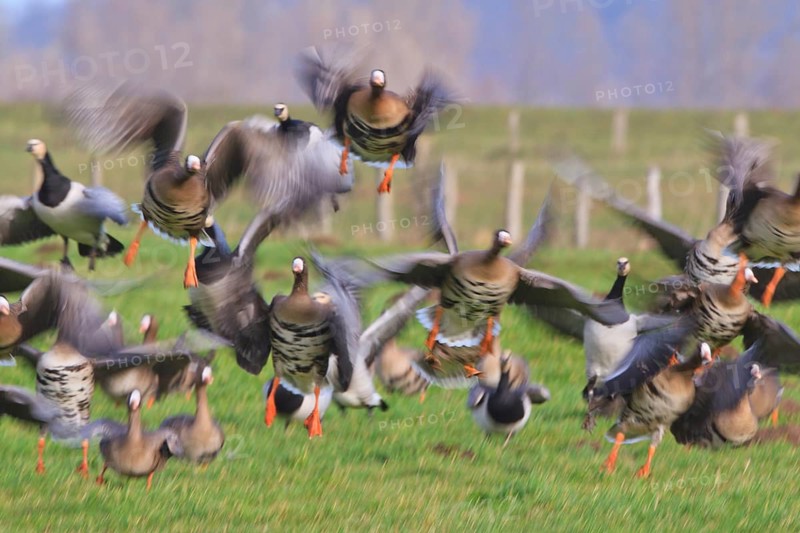 Greater White-fronted Goose & Barnacle Goose (Anser albifrons & Branta leucopsis) flying, North Rhine-Westphalia, Germany