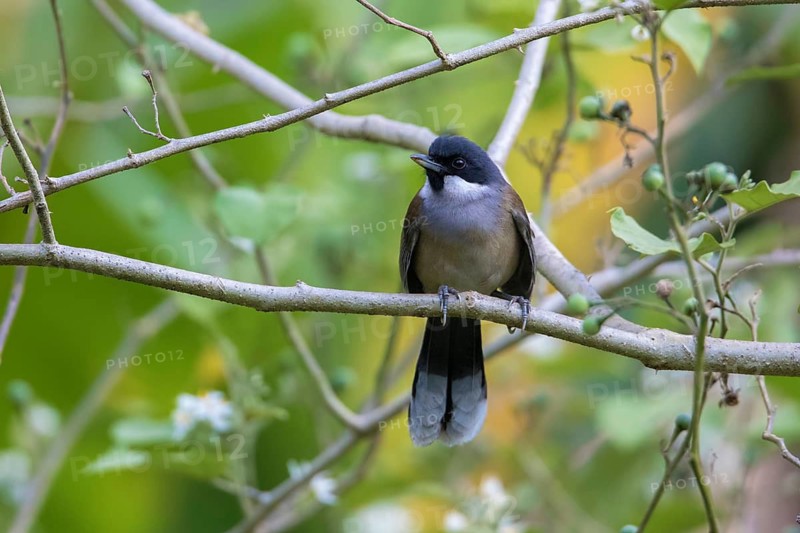 White-cheeked Laughingthrush (Garrulax vassali) perched on a branch, Da Lat, Vietnam