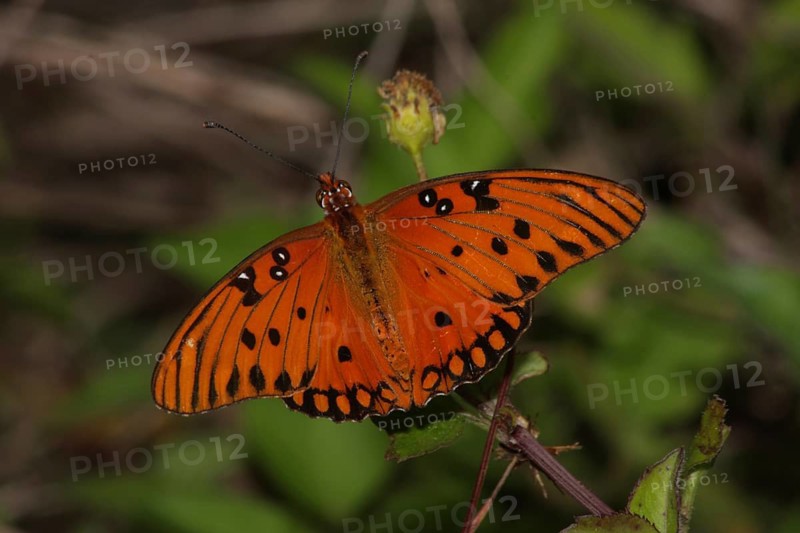 Gulf Fritillary (Gulf fritillary), Merritt Island, Florida, USA