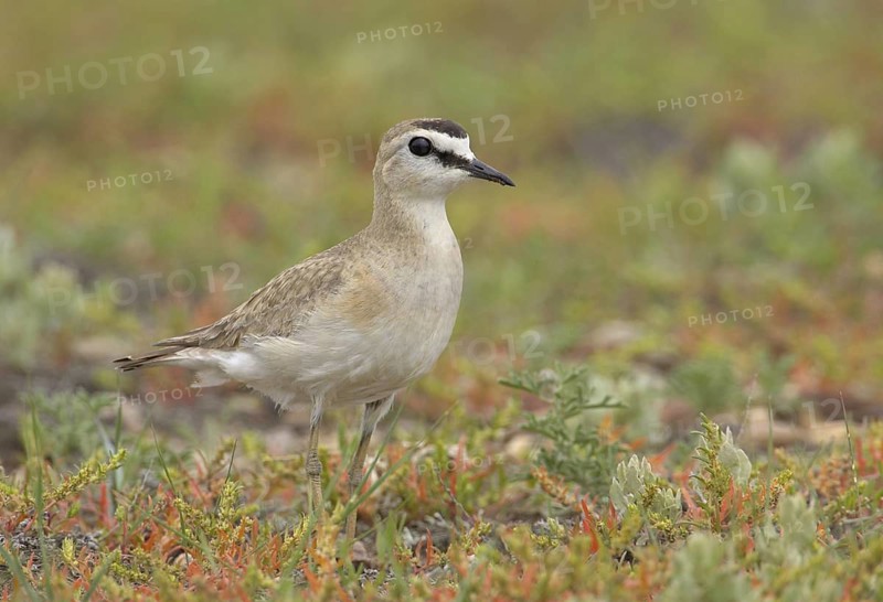 Mountain Plover (Charadrius montanus), Montana, USA