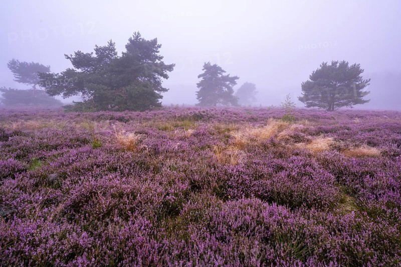Flowering heather (Calluna vulgaris) with pine trees on a foggy morning in the Ahlhorner Heide, Ahlhorn, Lower Saxony, Germany