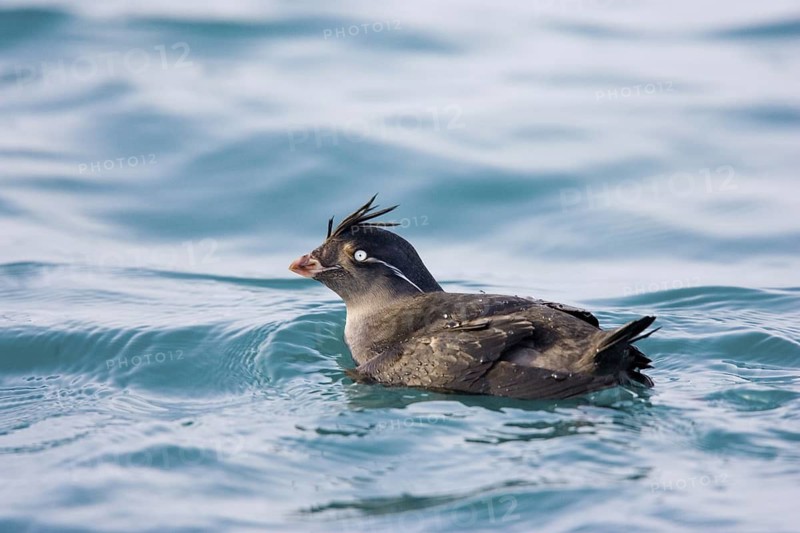 Crested Auklet Aethia cristatella Homer, ALASKA, United States February Adult winter plumage. Alcidae