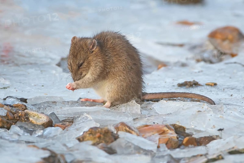 Brown rat (Rattus norvegicus) adult rodent animal washing its face on ice of a frozen lake in winter, England, United Kingdom