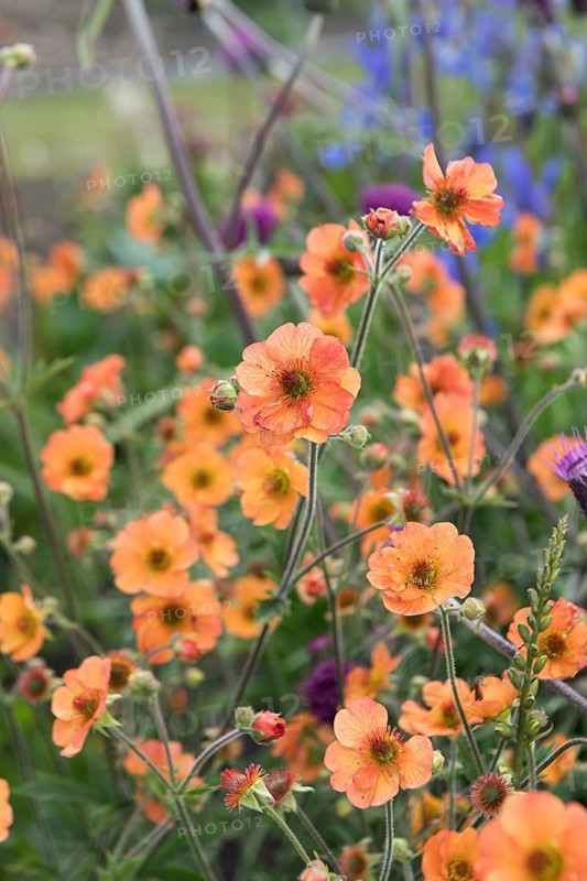 Carnation root (Geum 'Totally Tangerine'), Harry van de La assortment garden, Netherlands