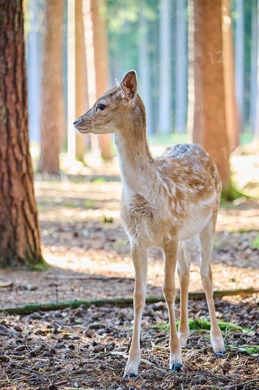 European fallow deer (Dama dama) youngster in a forest, Bavaria, Germany