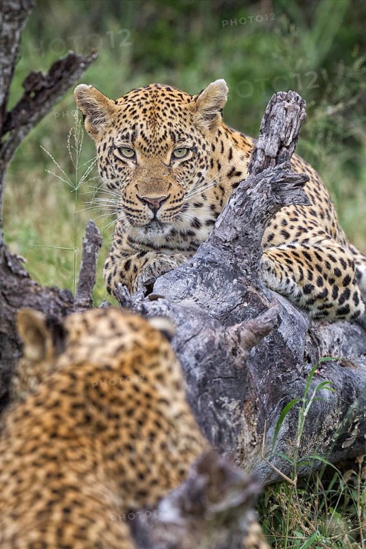 Leopard (Panthera pardus) female with cub on a tree trunk, Sabi Sands, South Africa