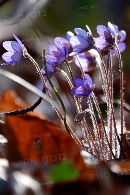 Liverwort (Hepatica nobilis), end of March, Mecklenburg-Western Pomerania, Germany