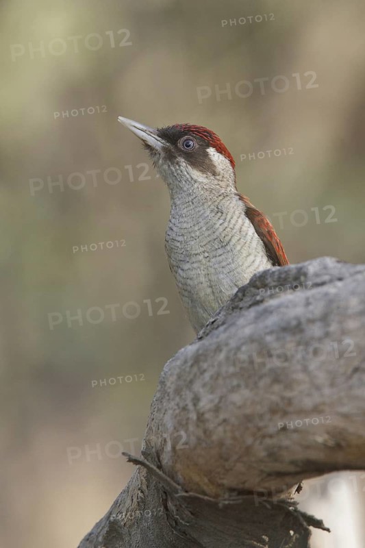 Scarlet-backed Woodpecker (Veniliornis callonotus), Peru