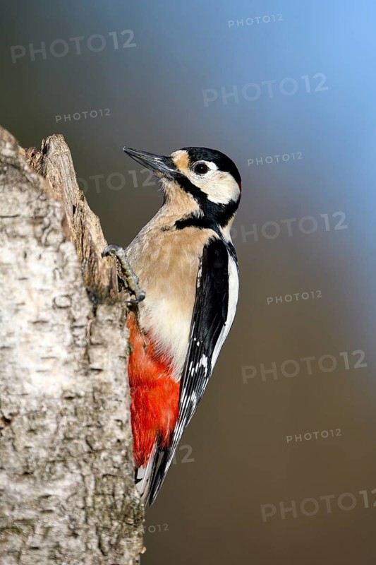 Great spotted woodpecker (Dendrocopos major), male, Dingdener Heide nature reserve, North Rhine-Westphalia, Germany