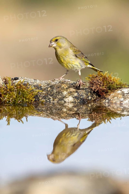European Greenfinch (Chloris chloris) female at a waterhole, Castile and Leon, Spain