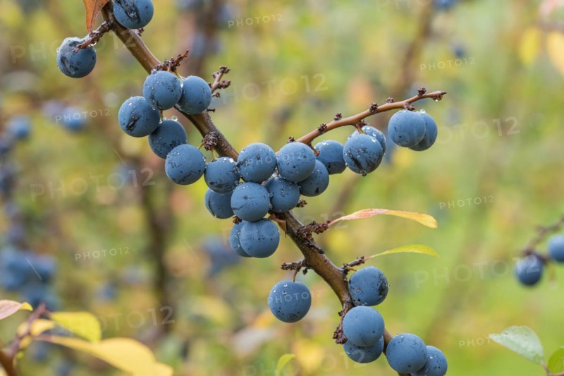 Blackthorn (Prunus spinosa PRIMOSA), Bundessorteamt, testing centre Wurz, Germany