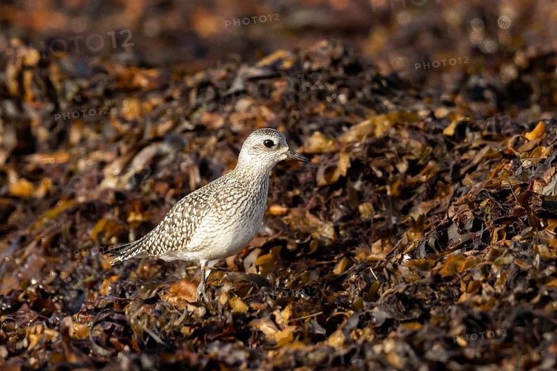 Grey Plover (Pluvialis squatarola) foraging, Smaland, Sweden