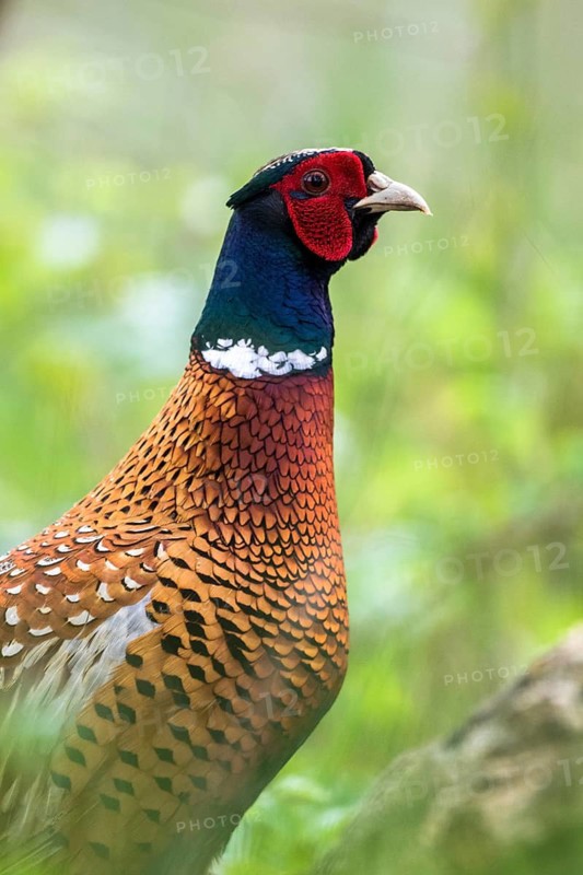 Common Pheasant (Phasianus colchicus) male, Romania