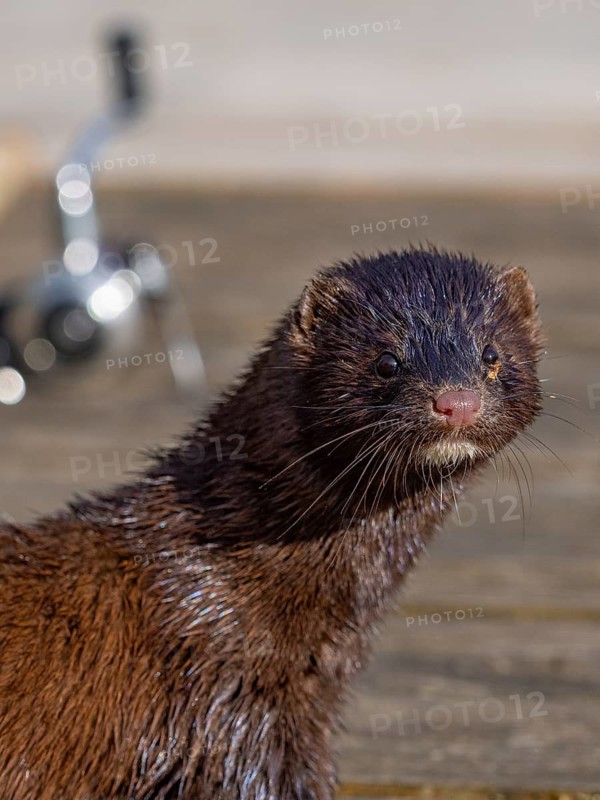A mink and fishing rod in the background