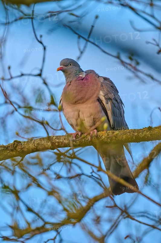 A pigeon sits attentively on a branch, surrounded by bare branches, wood pigeon (Columba palumbus), spring, bird island, Altmühlsee, Muhr am See, Gunzenhausen, Franconian Lake District, Bavaria, Germany