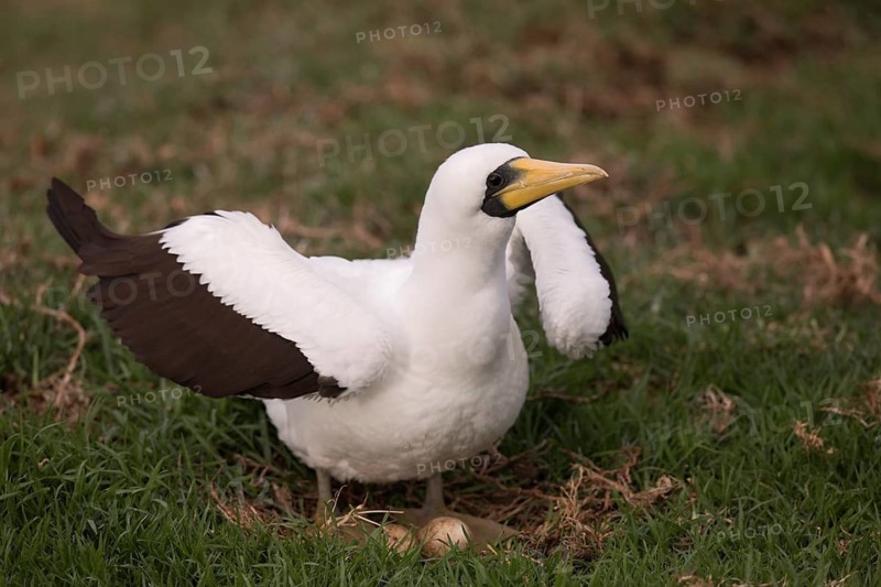 Masked Booby (Sula dactylatra tasmani) perched on the ground, Norfolk Island