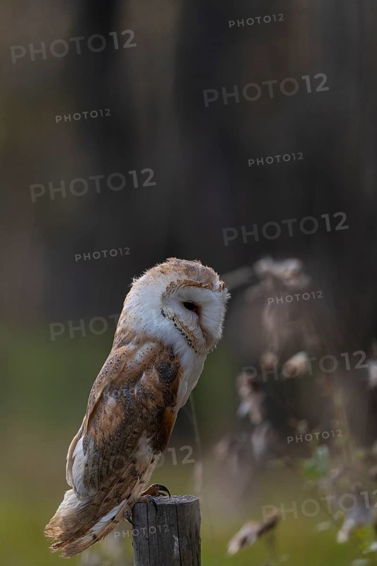 One barn owl (Tyto alba) sitting on a fence post in late evening light. Some fall foliage in the background