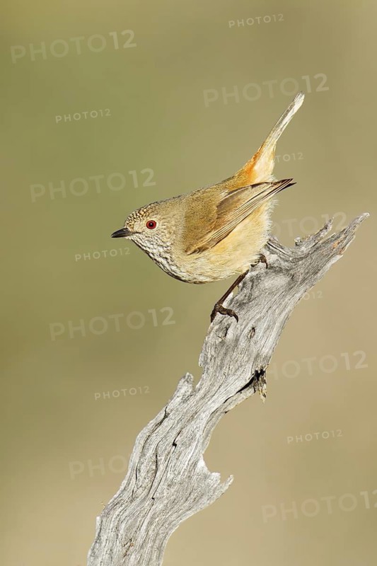 Inland Thornbill (Acanthiza apicalis), Victoria, Australia